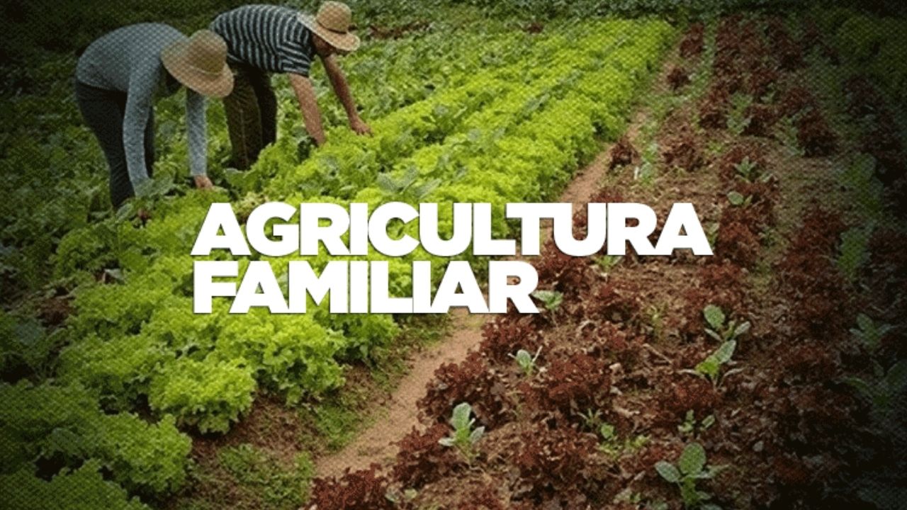 Desenvolvimento de técnicas da agricultura familiar na comunidade Riacho da Cruz