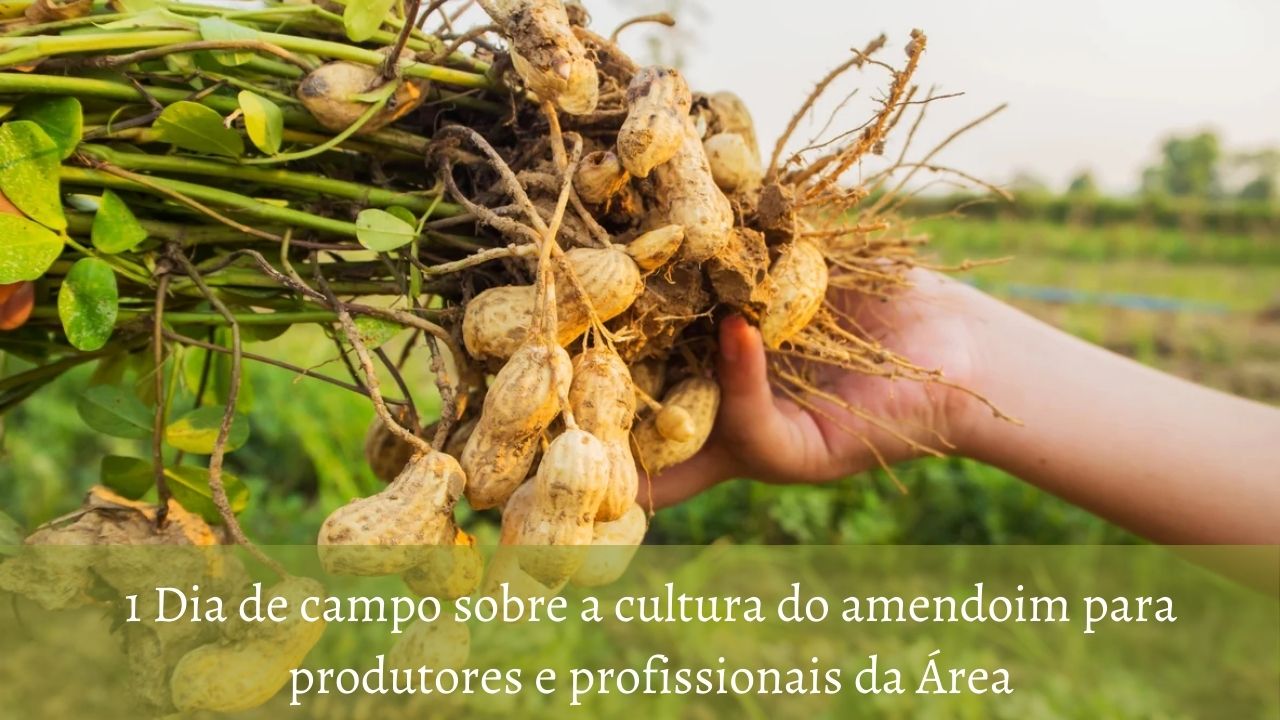 1 dia de campo sobre a cultura do amendoim para produtores e profissionais da área