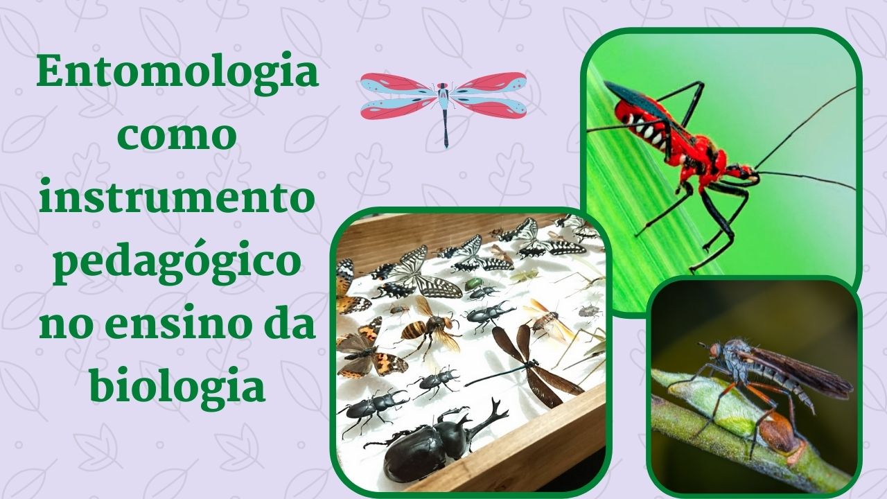 Entomologia como instrumento pedagógico no ensino da biologia
