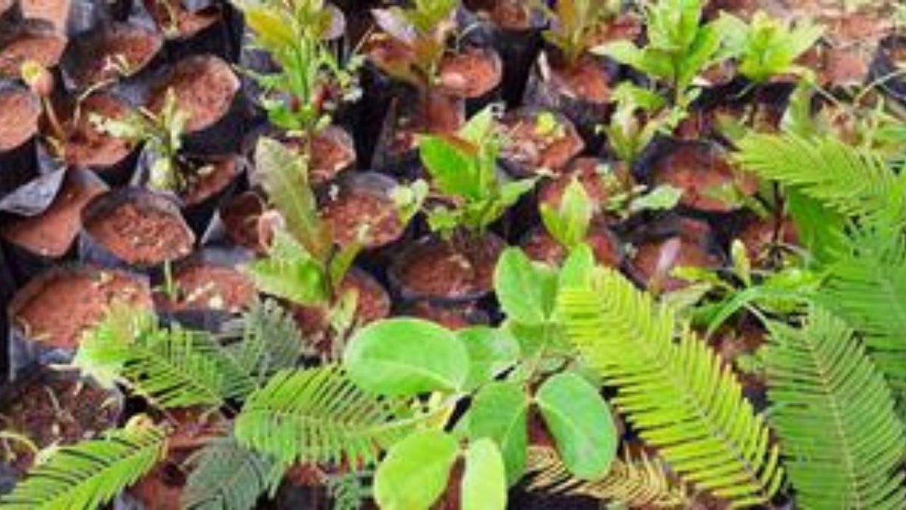 Produção de mudas nativas do bioma cerrado, para recuperação, recomposição e proteção de nascentes e cursos d´água na região de januária