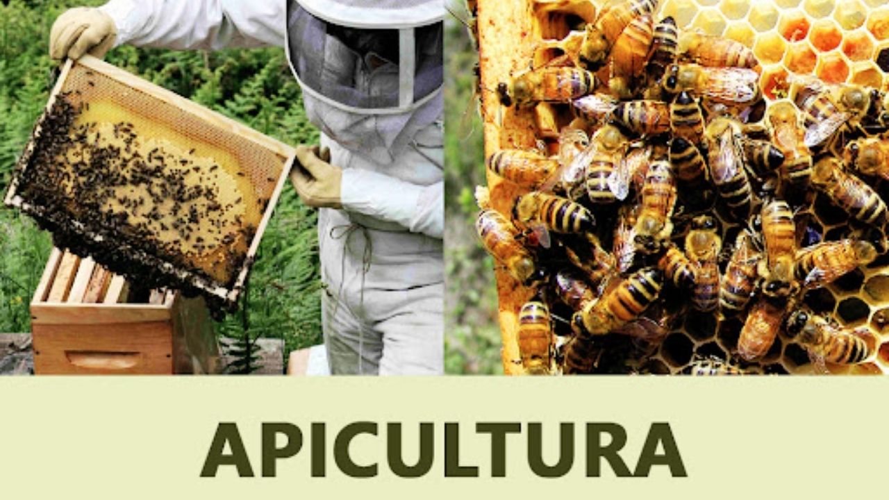 Suporte técnico à apicultores associados à Arajan