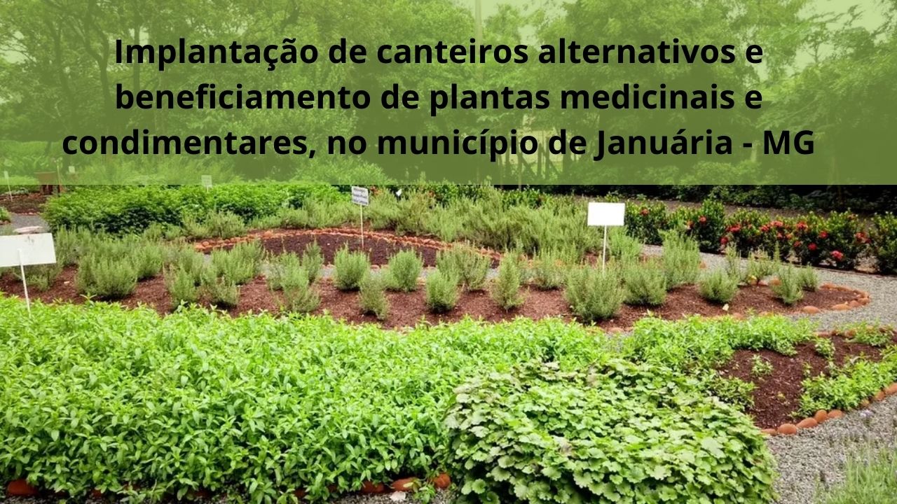 Implantação de canteiros alternativos e beneficiamento de plantas medicinais e condimentares