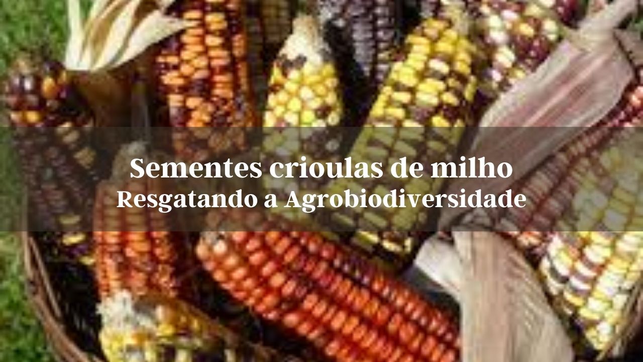 Sementes crioulas de milho: Resgatando a Agrobiodiversidade