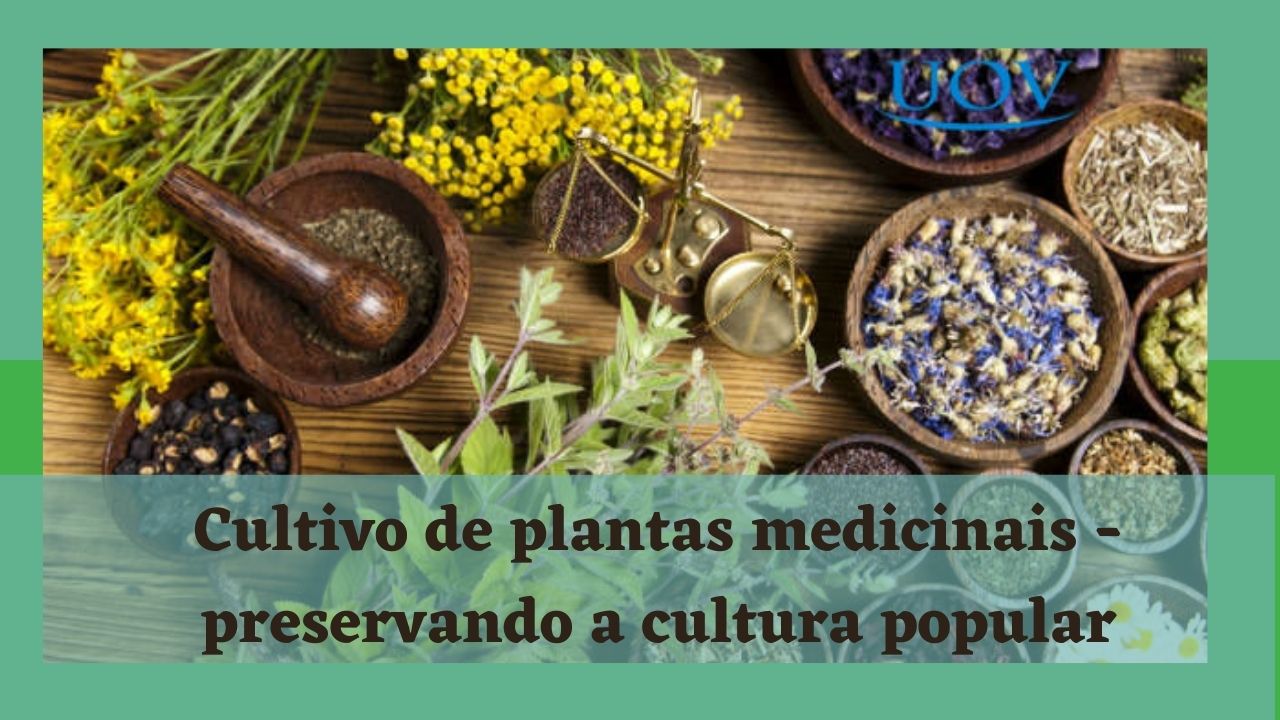 Cultivo de plantas medicinais – preservando a cultura popular