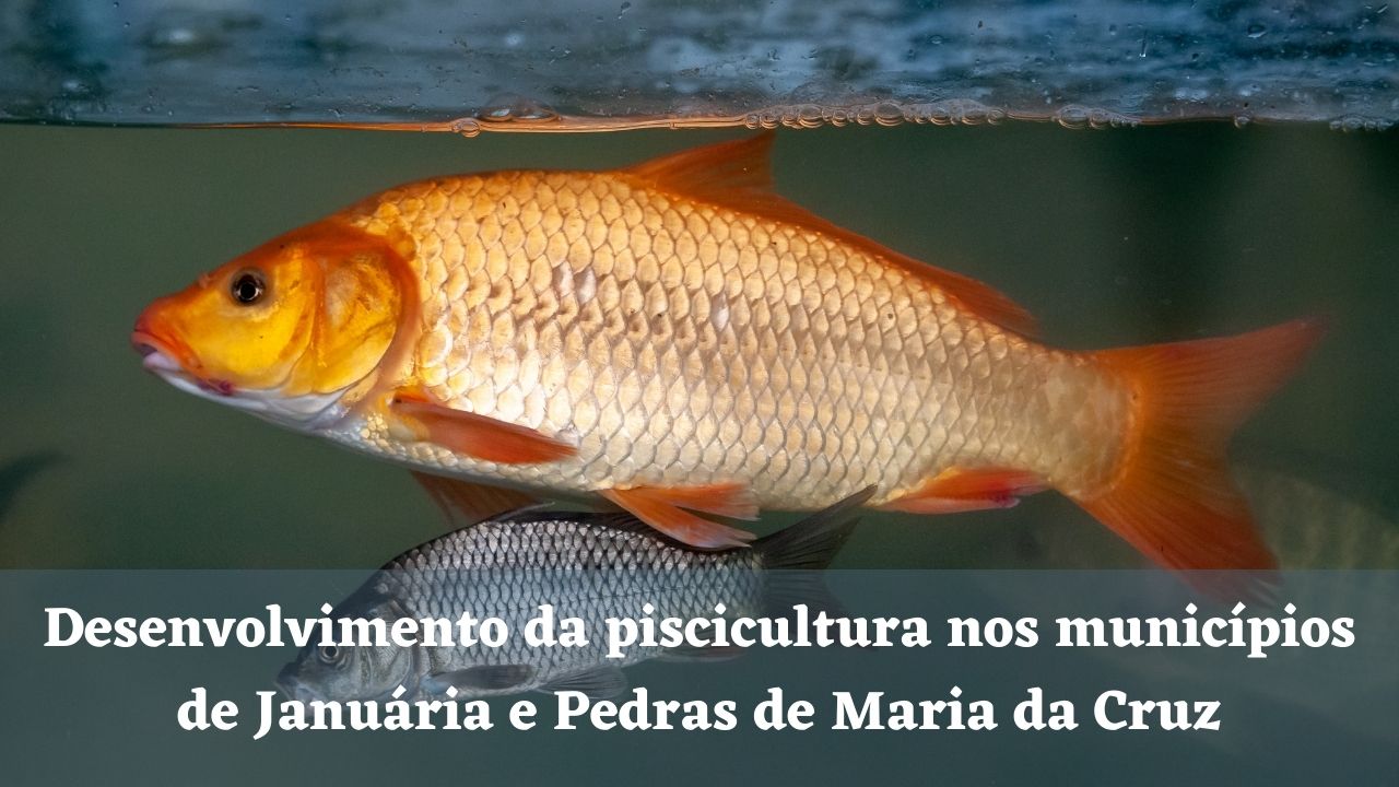 Desenvolvimento da piscicultura nos municípios de Januária e Pedras de Maria da Cruz
