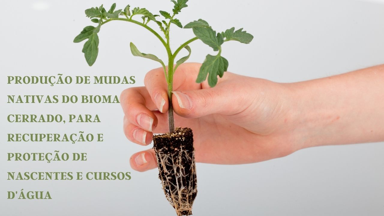 Produção de mudas nativas do bioma Cerrado