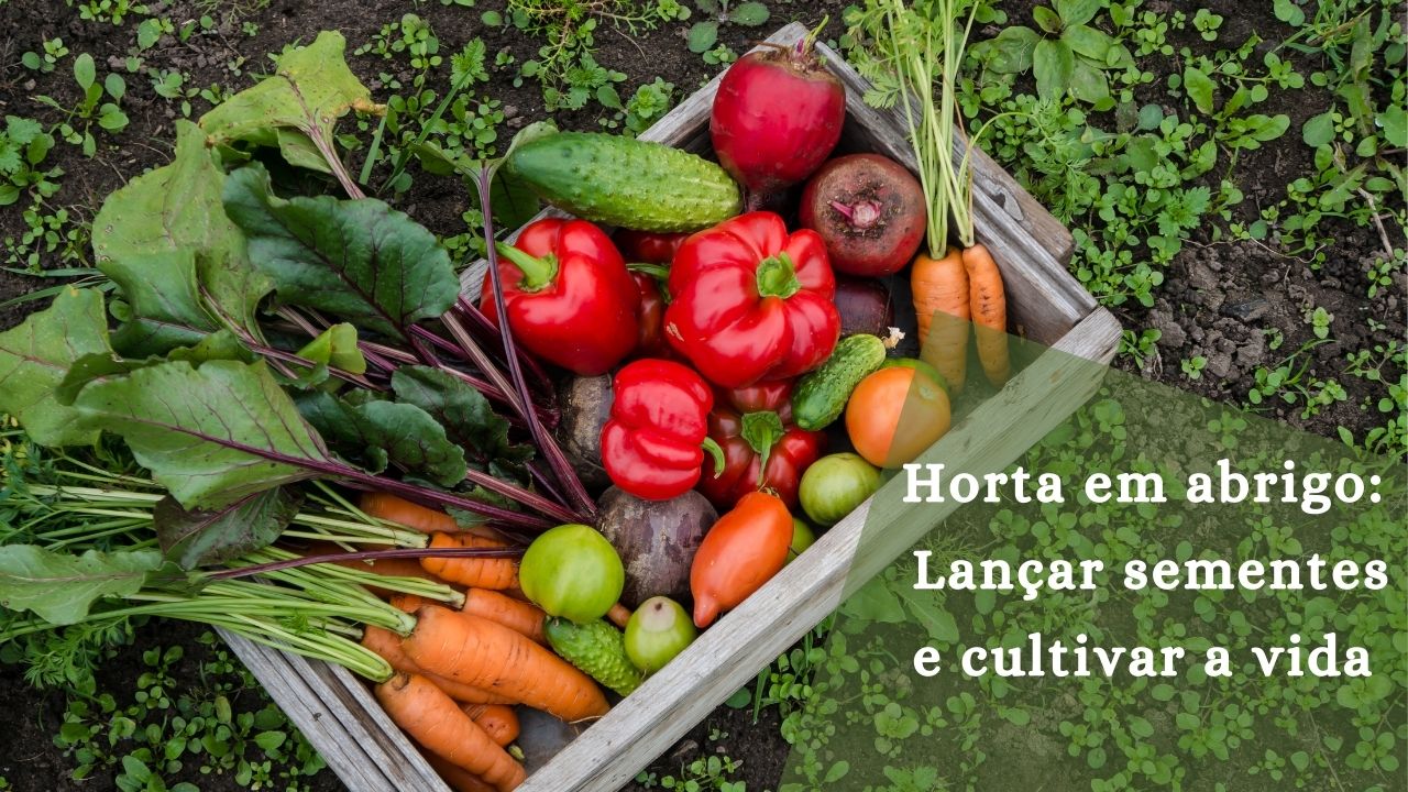 Horta em abrigo: Lançar sementes e cultivar a vida