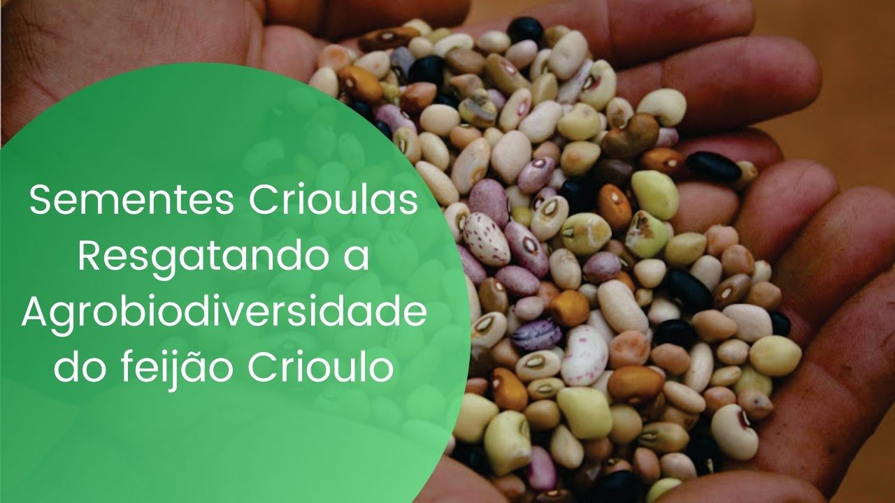 Sementes Crioulas – Resgatando a Agrobiodiversidade do feijão Crioulo