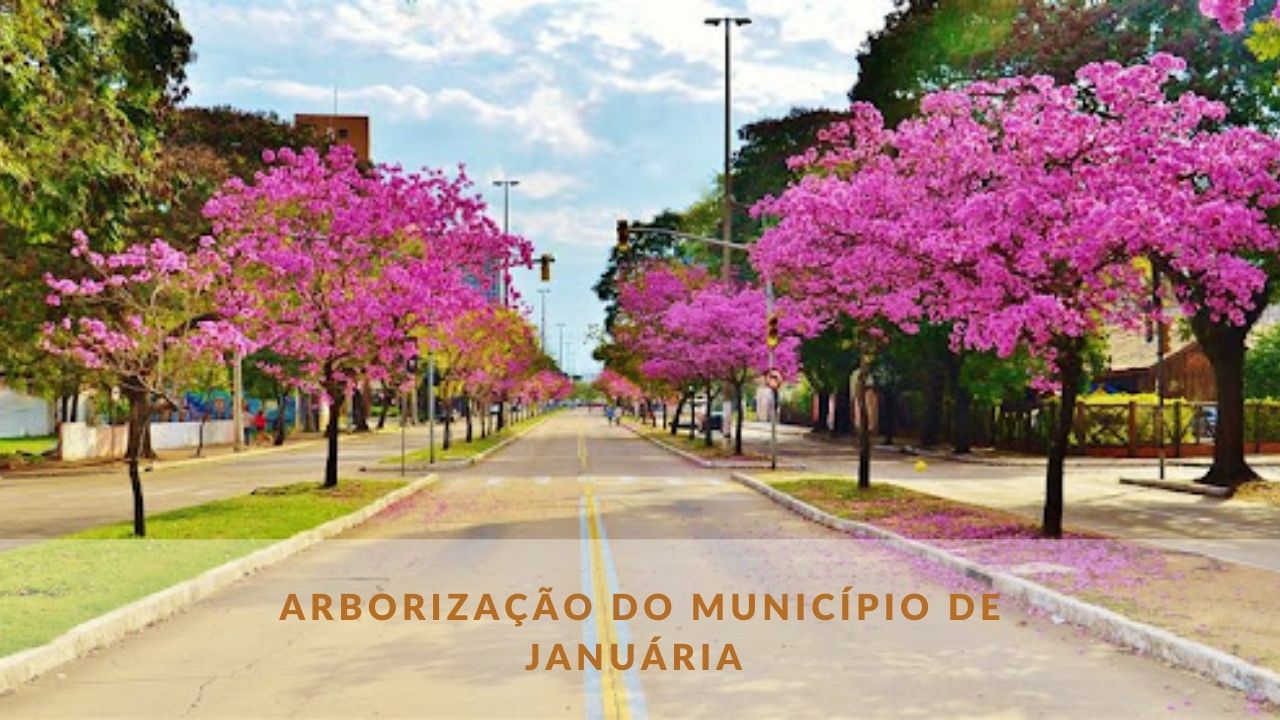 Arborização do município de Januária