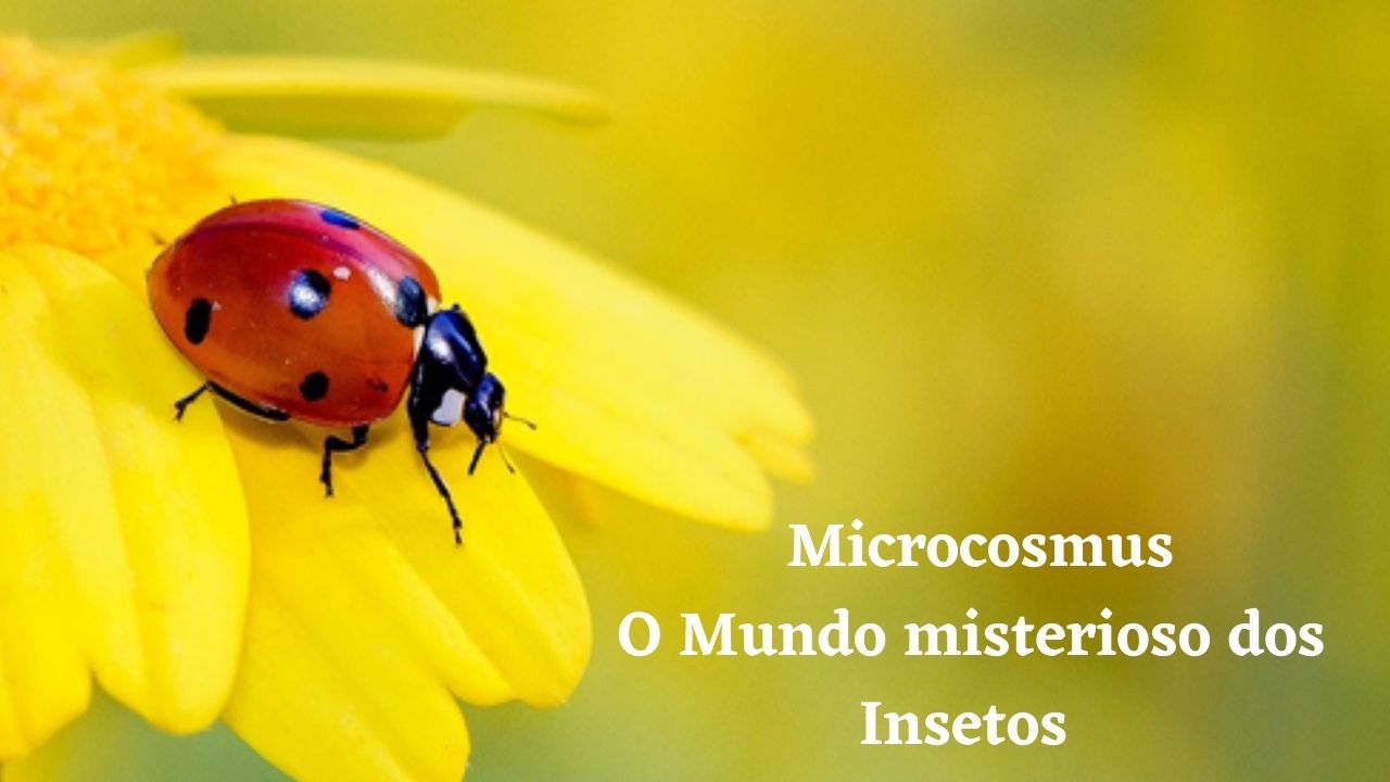 Microcosmus: O Mundo misterioso dos Insetos