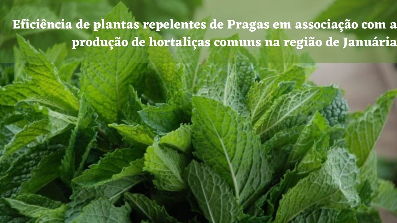 Eficiência de plantas repelentes de Pragas em associação com a produção de hortaliças comuns na região de Januária